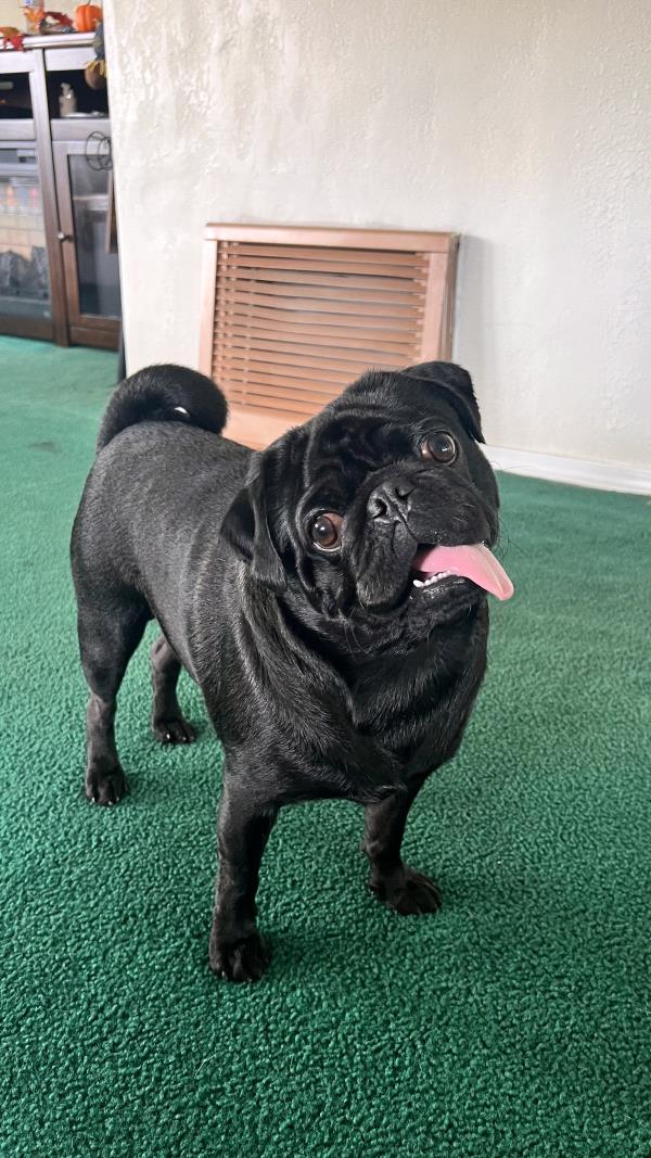 /images/uploads/pug nation rescue of los angeles/pugnation2024/entries/31233thumb.jpg